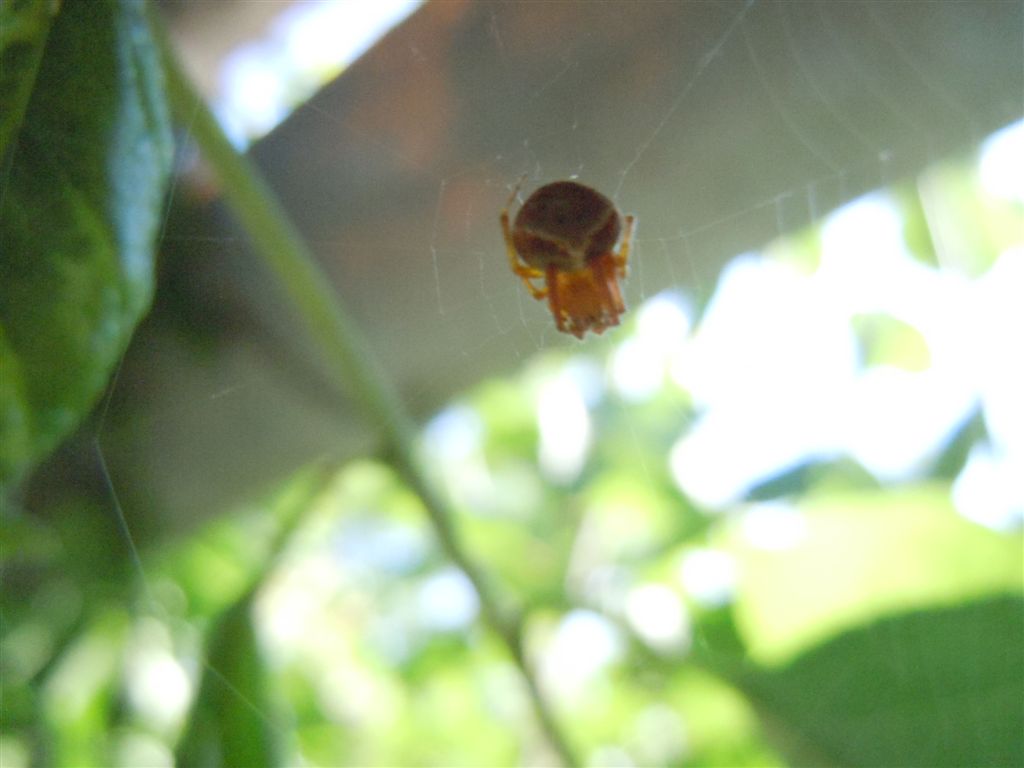 Araneus sturmi o A. triguttatus